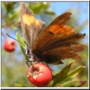 Thecla betulae - Nierenfleck-Zipfelfalter 01.jpg